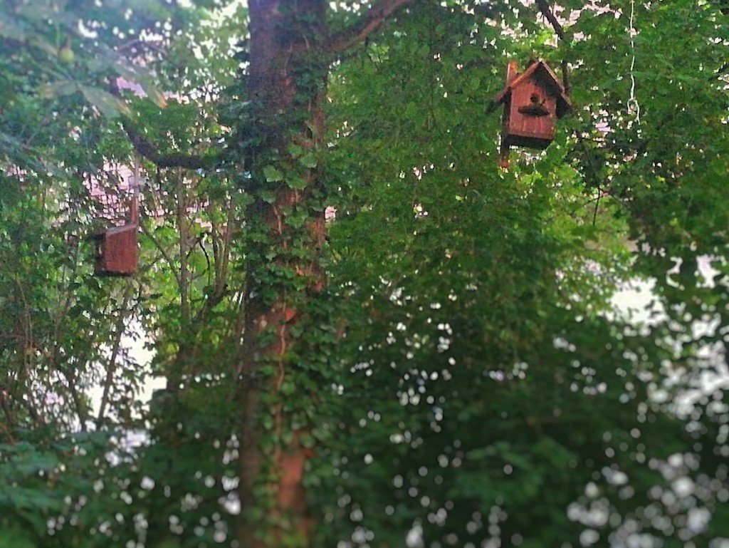 Viele neue Vogelhäuschen im Gemeindehausgarten bieten Schutz und Brutplätze für Singvögel.