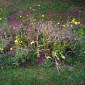 Tada: Das blühende Beet im Spätsommer. Ein bisschen wild - aber es ist ja auch ein Wildblumenbeet :)